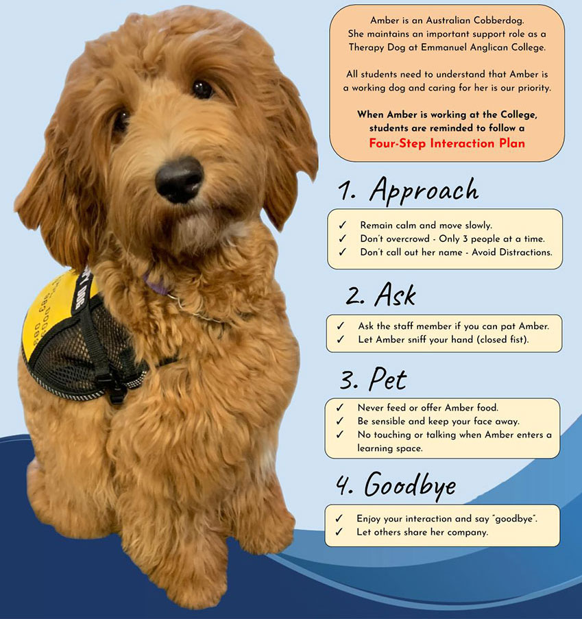 Amber-Therapy-Dog---Poster
